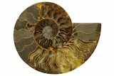 Cut & Polished, Agatized Ammonite Fossil - Madagascar #317504-1